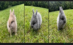 Lionhead rabbits for sale: Lionhead bunnies - Image 2