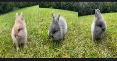Lionhead rabbits - Advert 9