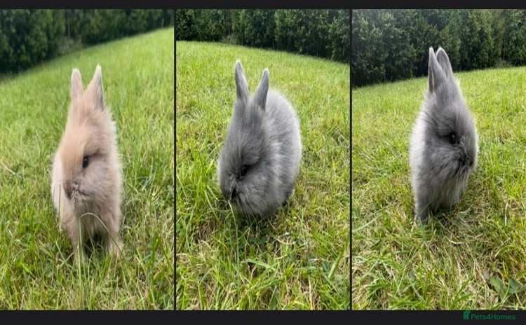 Lionhead rabbits - Advert 2