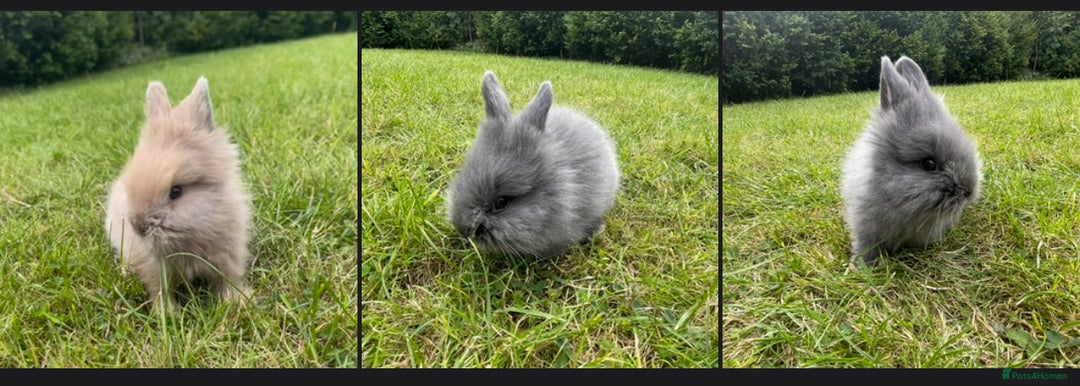 Lionhead rabbits for sale: Lionhead bunnies - Image 2