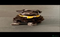 Miniature Schnauzer dogs for sale: 5* Licensed KC Toy Chocolate Schnauzers - Image 21
