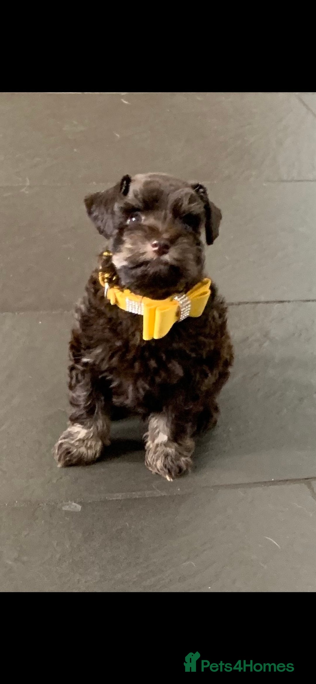 Miniature Schnauzer dogs for sale: 5* Licensed KC Toy Chocolate Schnauzers - Image 21