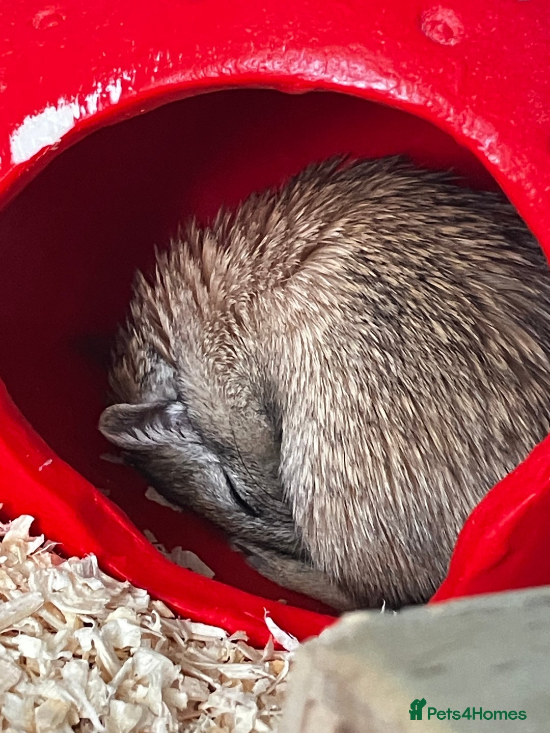 Gerbil rodents for sale: 2 female gerbils by blood sisters  - Advert 4