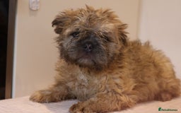 French Bulldog dogs for sale: Fluffy French bulldogs  - Image 3