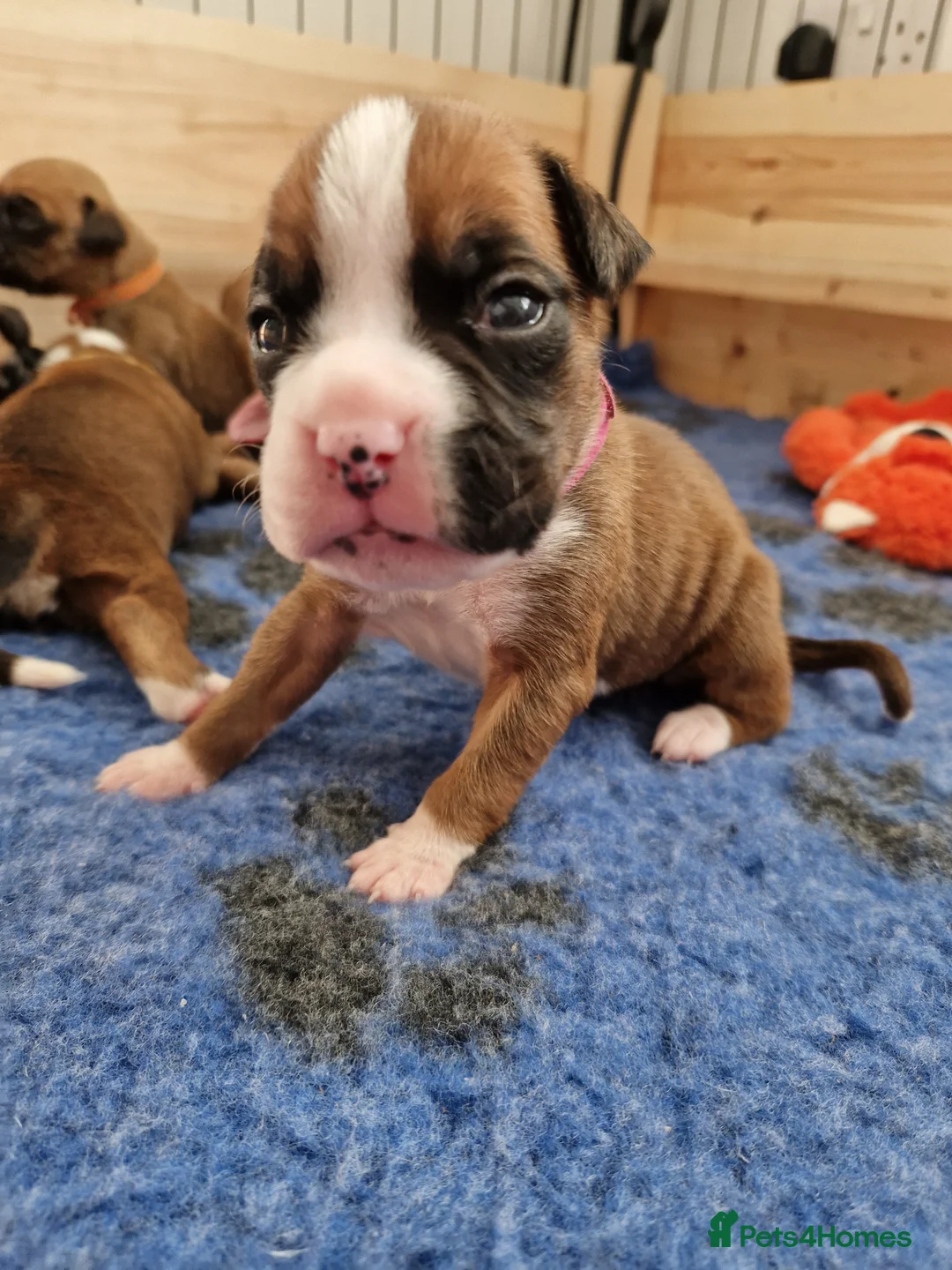 Boxer dogs for sale: Beautiful Pedigree Boxer Puppies - Advert 2