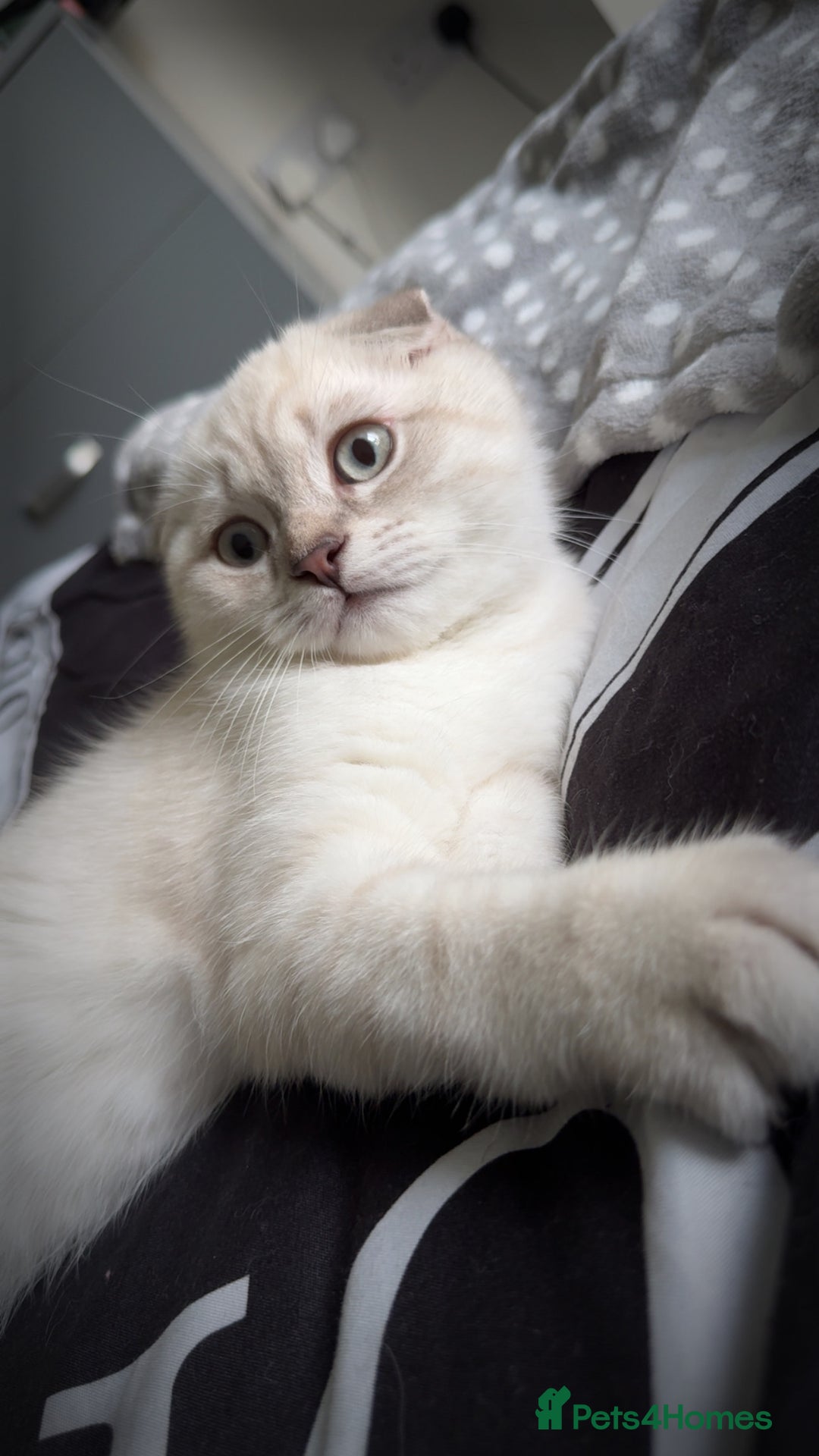 Scottish Fold cats for sale: Scottish fold mix British short hair male kitten  - Image 11