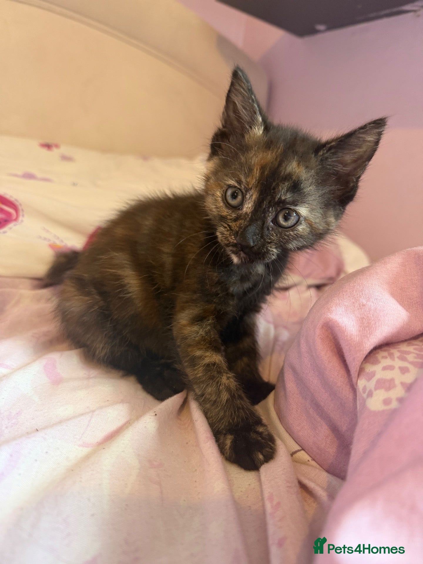 Mixed Breed cats Beautiful hand reared kittens READY IN A WEEK  - Advert 1