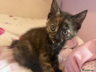 Mixed Breed cats Beautiful hand reared kittens READY IN A WEEK - Advert 1