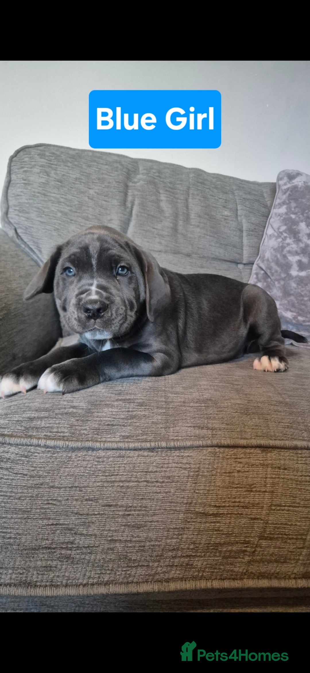 Cane Corso dogs for sale: Ready for new homes, cane corsos.  - Advert 19
