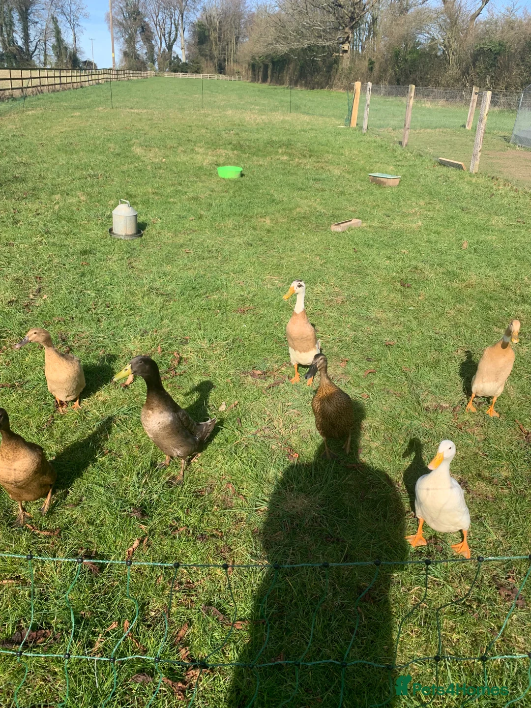 Ducks poultry for sale: Fertile runner duck hatching  eggs - Advert 3