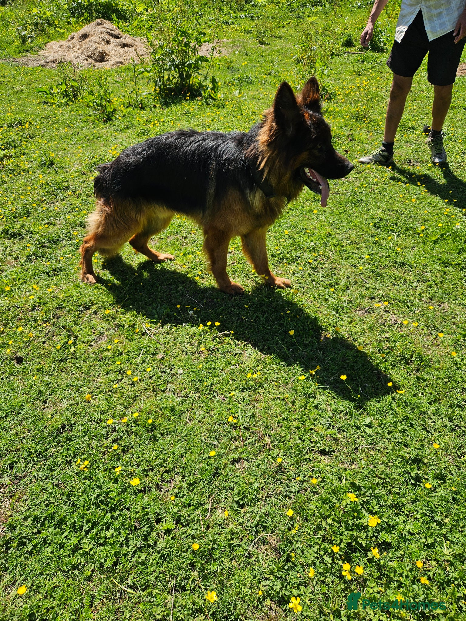 German Shepherd dogs for stud: German shepherd for stud - Advert 3