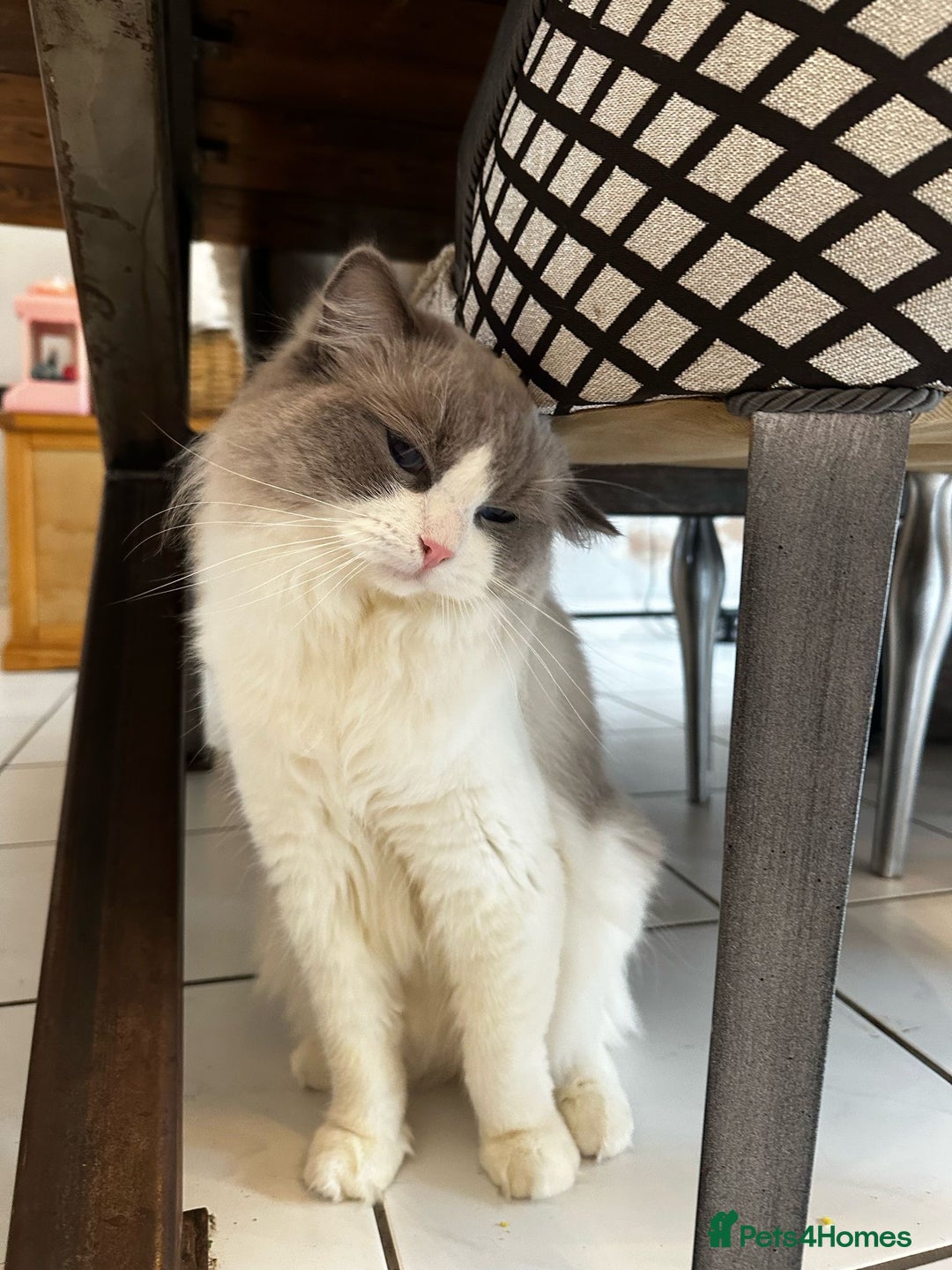 Ragdoll cats for stud: TICA RAGDOLL STUD CAT FOR SALE GRAND EUR CHAMP BL! - Image 5