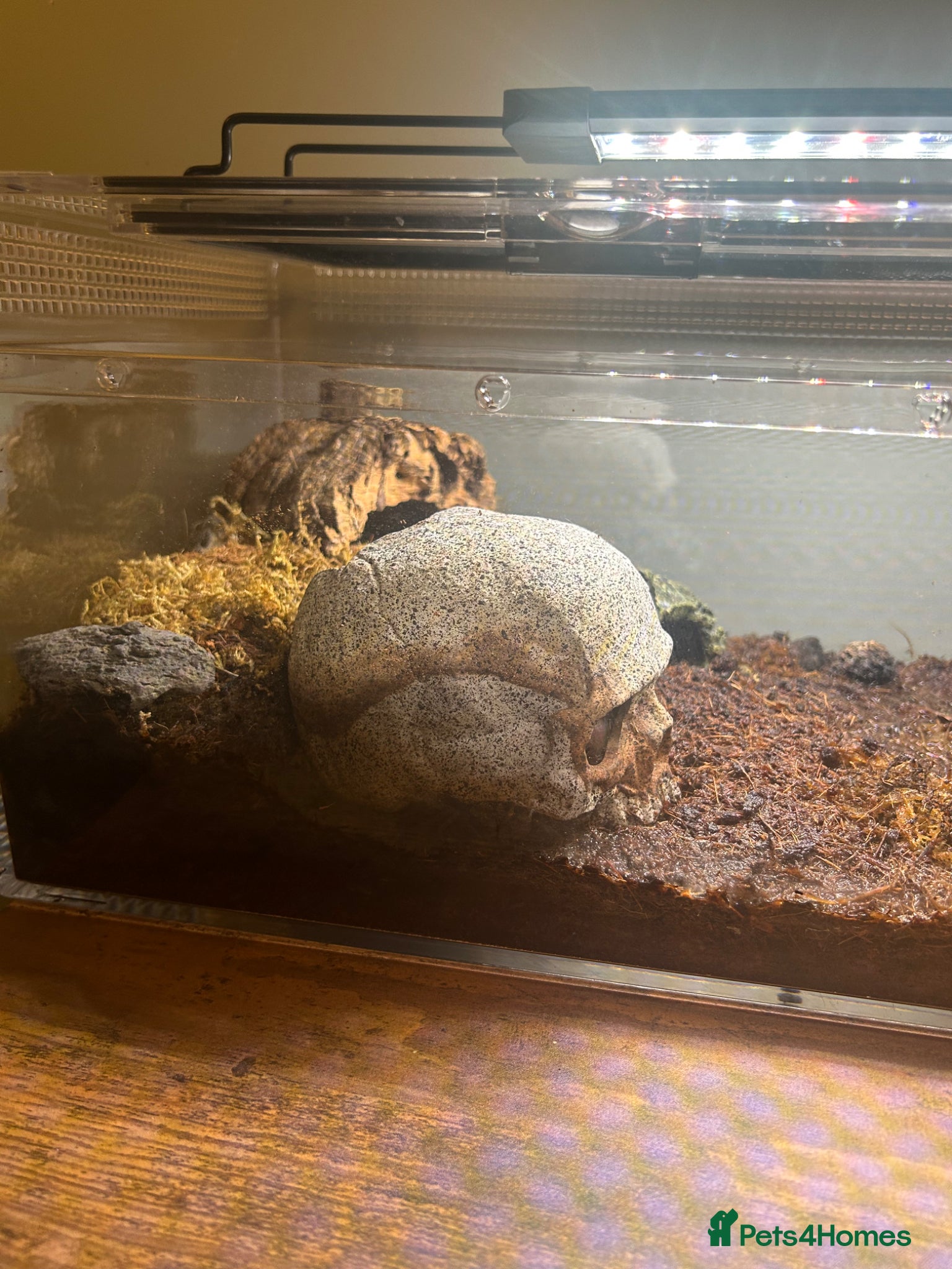 Crabs invertebrates for sale: 🦀 3 Vampire Crabs Complete Setup Ready to Go - Advert 5