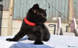 Mixed Breed cats for sale: 5 Mixed Kittens Ready In 2 Weeks - Image 8