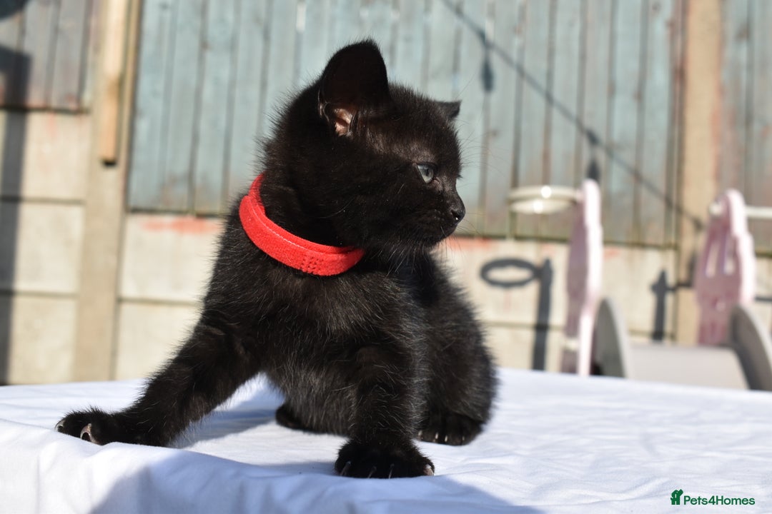Mixed Breed cats for sale: 5 Mixed Kittens Ready In 2 Weeks - Image 8