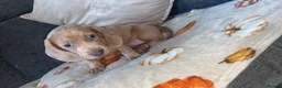 Dachshund dogs for sale: Dachshund boy  in Burnley - Advert 4