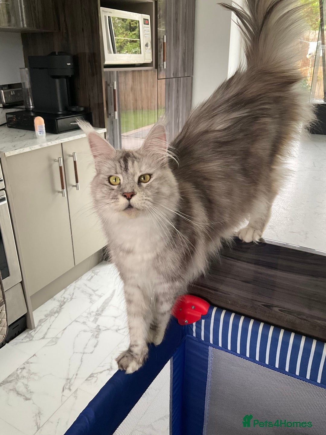 Maine Coon cats for sale: Very large beautiful Main coons - Image 5