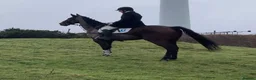 Irish Sports horses for sale: Fantastic opportunity to produce  - Advert 10