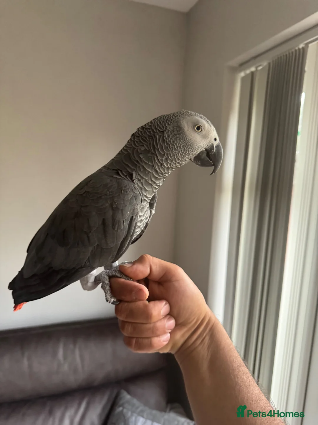 Parrots birds for sale: Casper - Advert 1