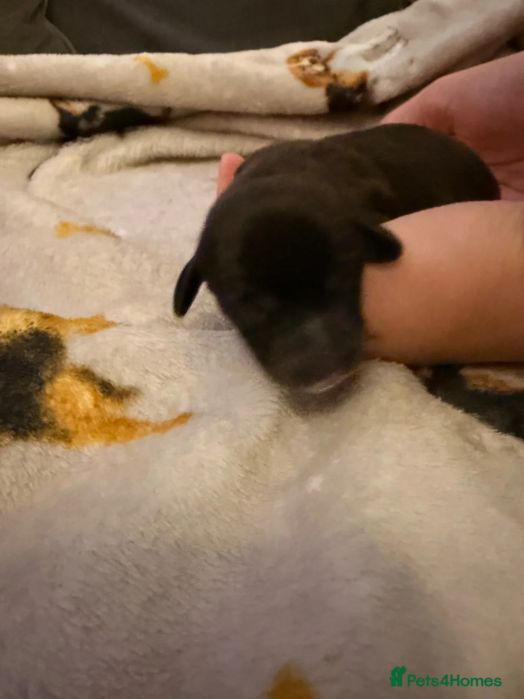Mixed Breed dogs for sale: 3 sweenie male pups 2 female pups available  - Advert 22