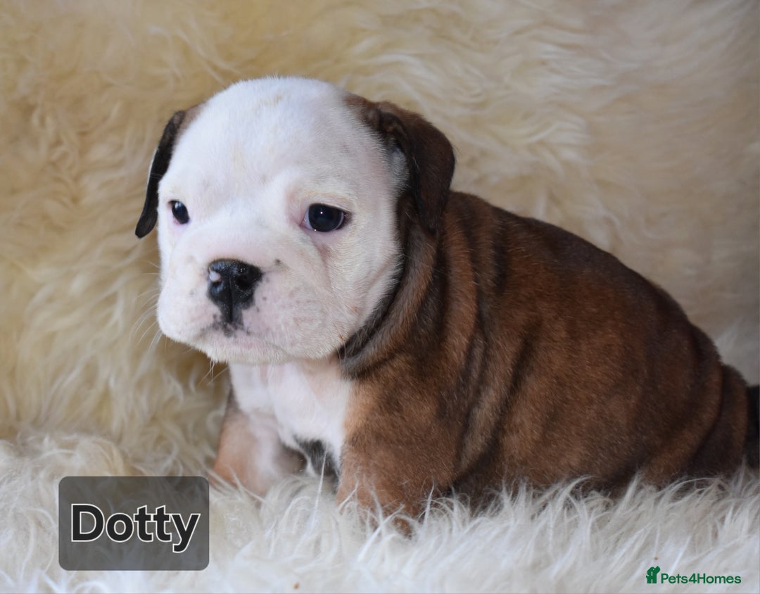 English Bulldog dogs for sale: Outstanding British Bulldogs NEIBULL Champ lines - Advert 13