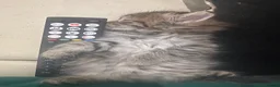 Norwegian Forest Cat cats for sale: Stunningly Adorable Norwegian Forest x Ragdoll  - Advert 12