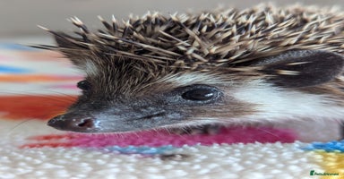Pygmy Hedgehog rodents Gorgeous Hoglets 2 Males/Ready Now!!! - Advert 12