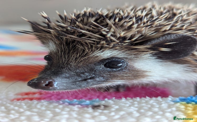 Pygmy Hedgehog rodents Adorable Hoglets need 5*homes.READY NOW!!!! - Advert 10