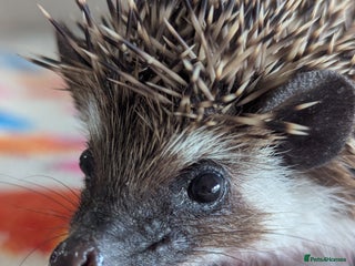Pygmy Hedgehog rodents Adorable Hoglets need 5*homes.READY NOW!!!! - Advert 8