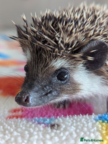 Pygmy Hedgehog rodents Adorable Hoglets need 5*homes.READY NOW!!!! - Advert 1