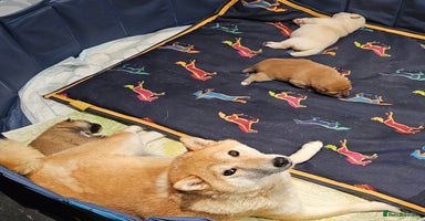 Japanese Shiba Inu dogs 💕 Adorable Female KC REG Shiba Inu Puppy 💕 - Advert 6