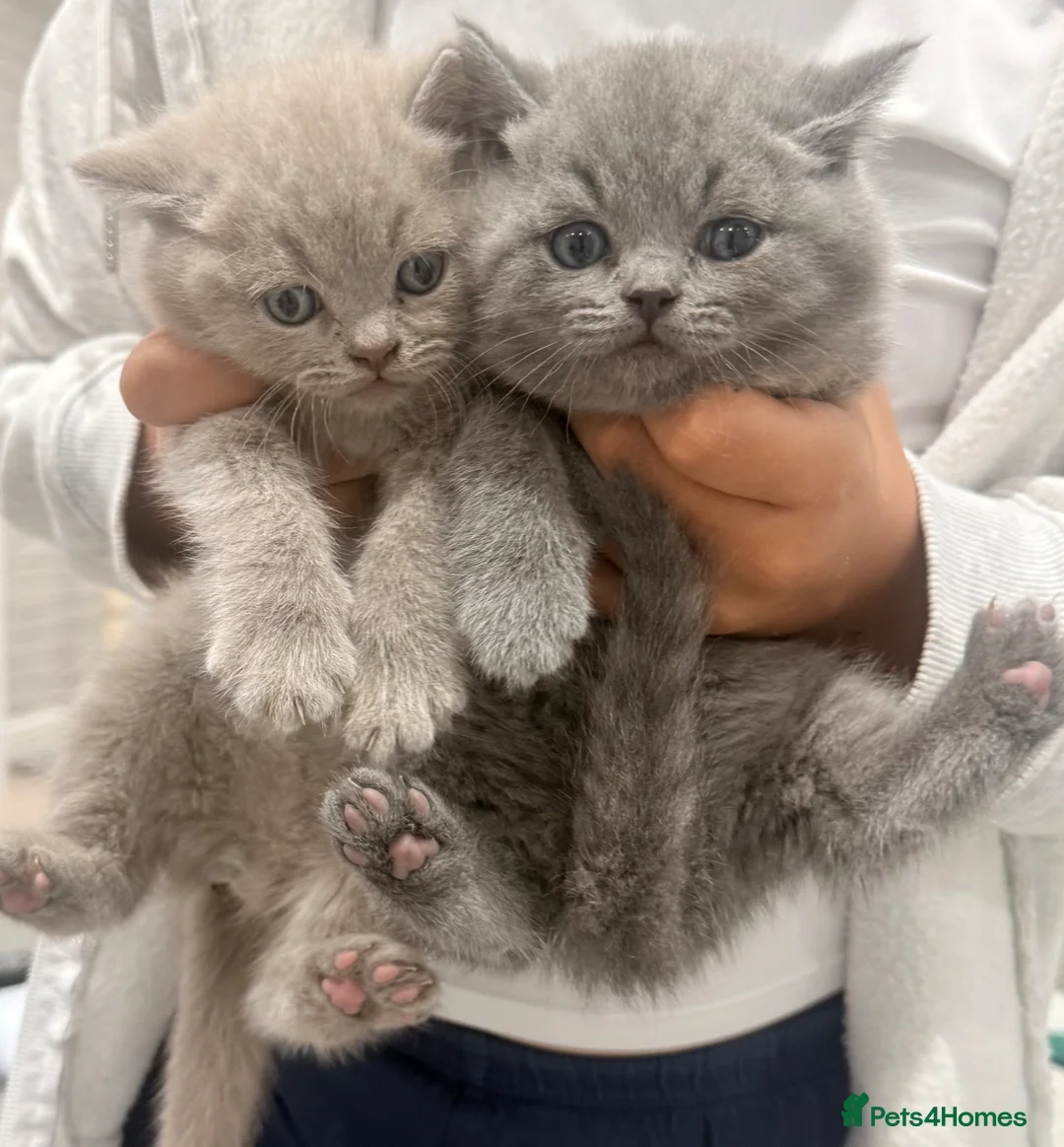 British Shorthair cats for sale: British shorthair  - Advert 1