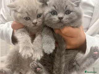 British Shorthair cats British shorthair - Advert 5