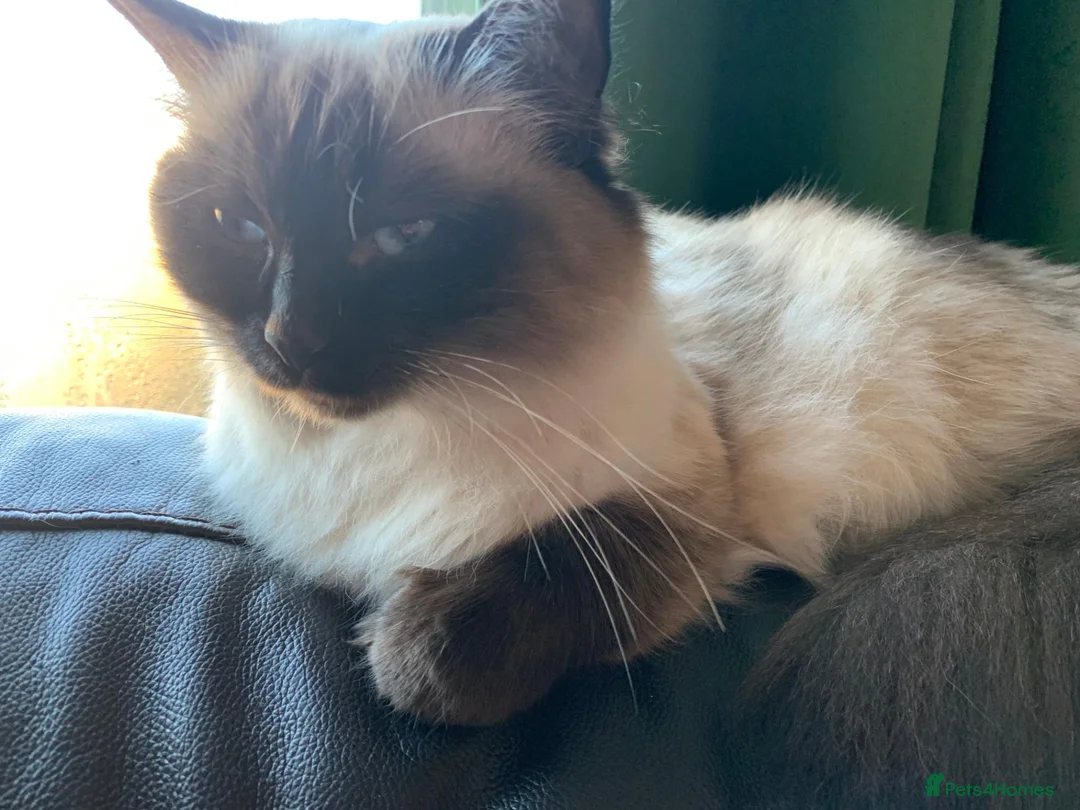 Perdoll cats for sale: ✨ Stunning & Rare Persian x Ragdoll  ✨  in London - Advert 1