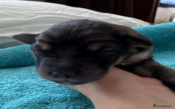 Mixed Breed dogs for sale: Beautiful Inca & handsome Nanuq PUPDATE x2  - Image 12