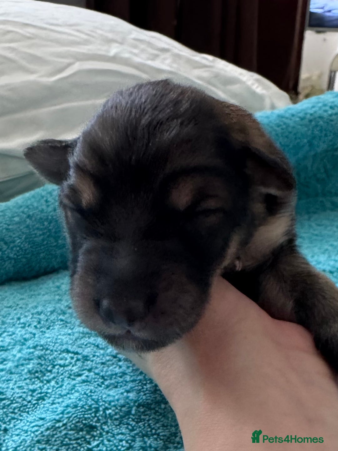 Mixed Breed dogs for sale: Beautiful Inca & handsome Nanuq PUPDATE x2  - Image 12
