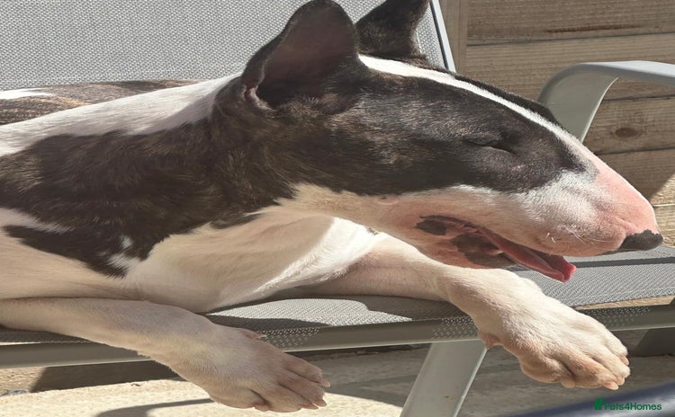 English Bull Terrier dogs - Advert 2