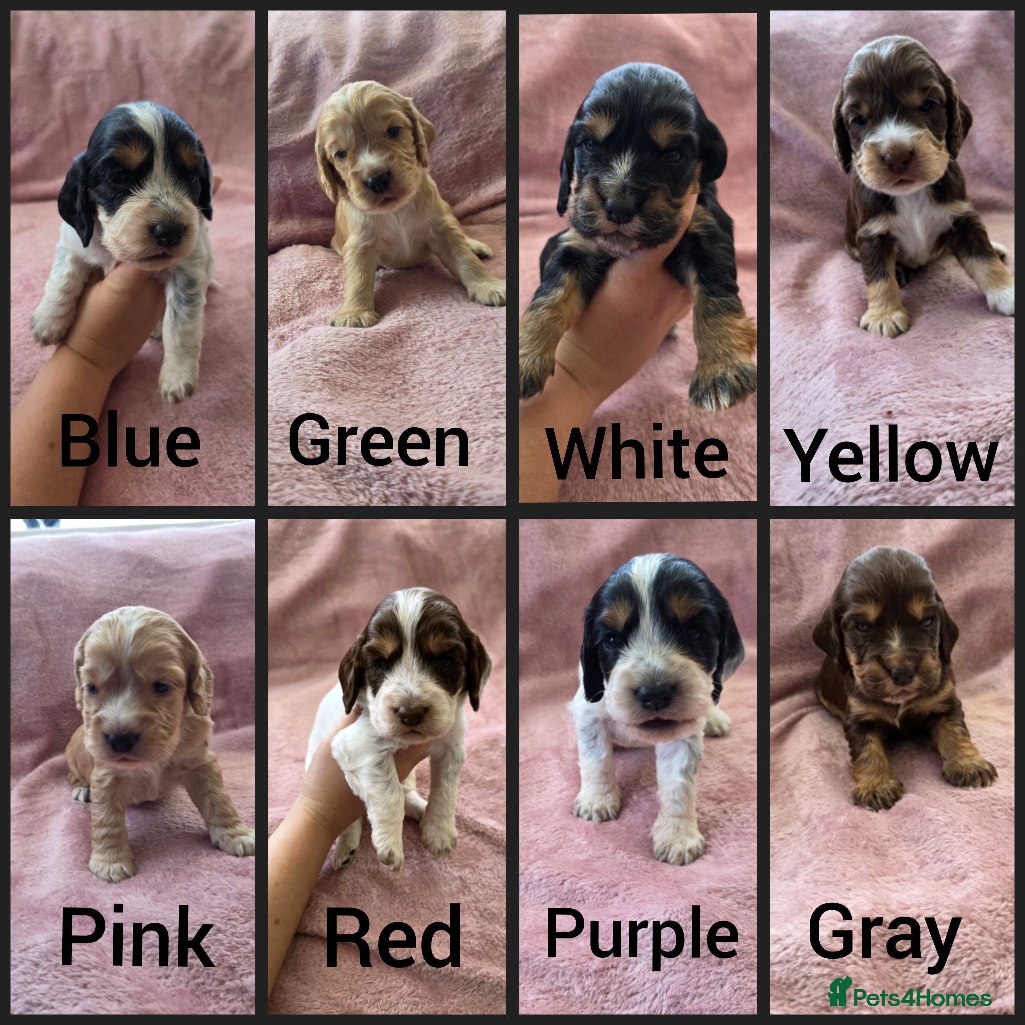 Cocker Spaniel dogs KC Reg health tested working cocker spaniels - Advert 2