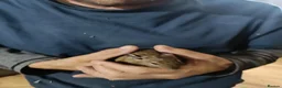 Degus rodents for sale: Degus in Royston - Advert 11