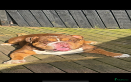 English Bulldog dogs for sale: English bulldog puppies  - Image 4