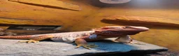 Bearded Dragon reptiles for sale: 2yr old Female bearded dragon Red Translucent - Advert 11