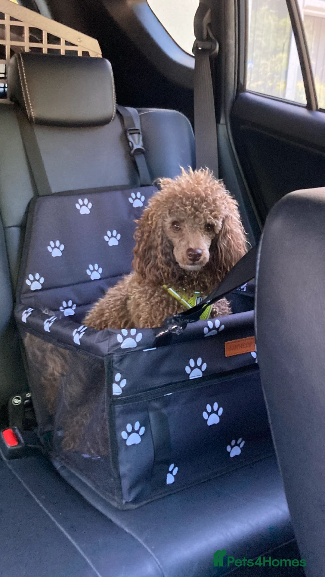 Toy Poodle dogs for stud: Health tested KC chocolate toy poodle stud in Stevenage - Advert 25