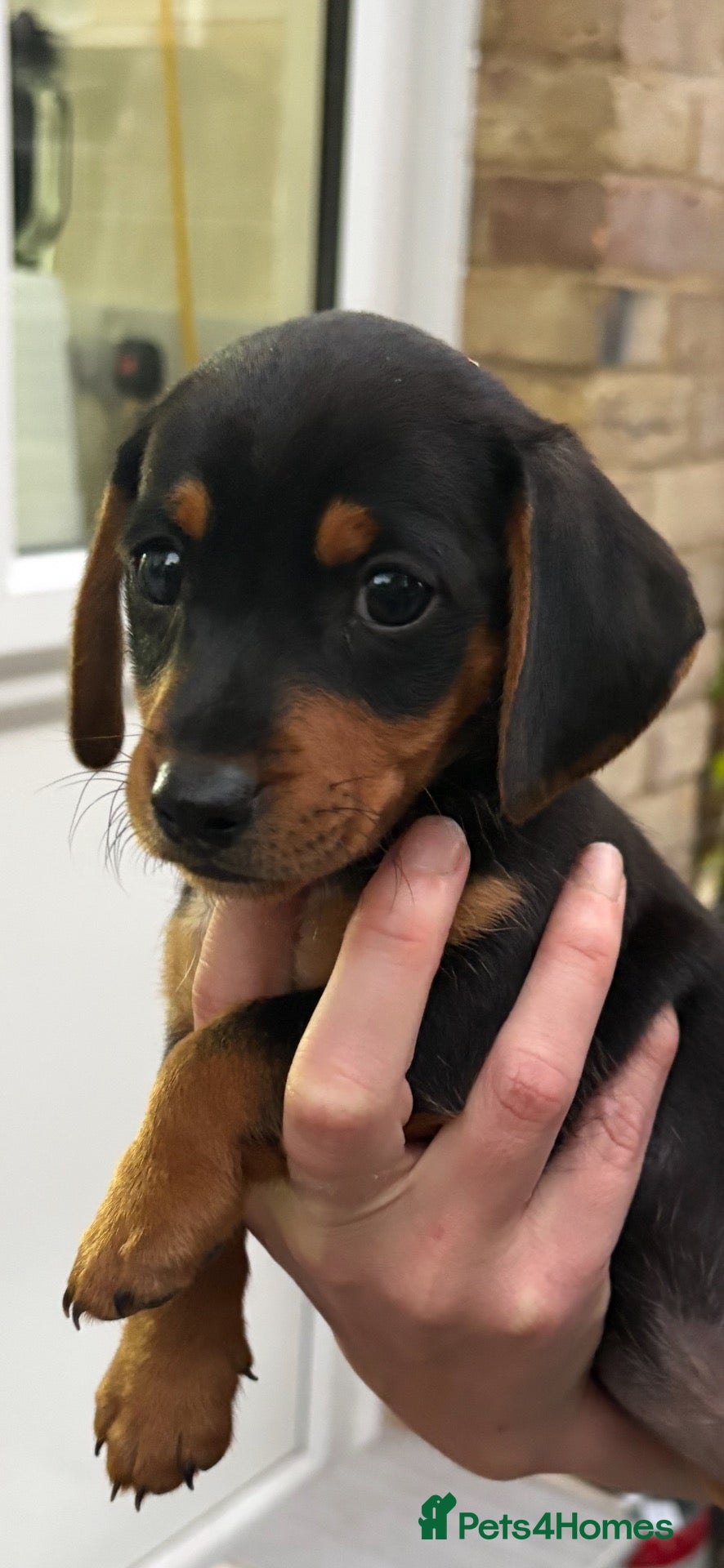Dachshund dogs for sale: Dachshund puppy 12 weeks old  - Advert 1