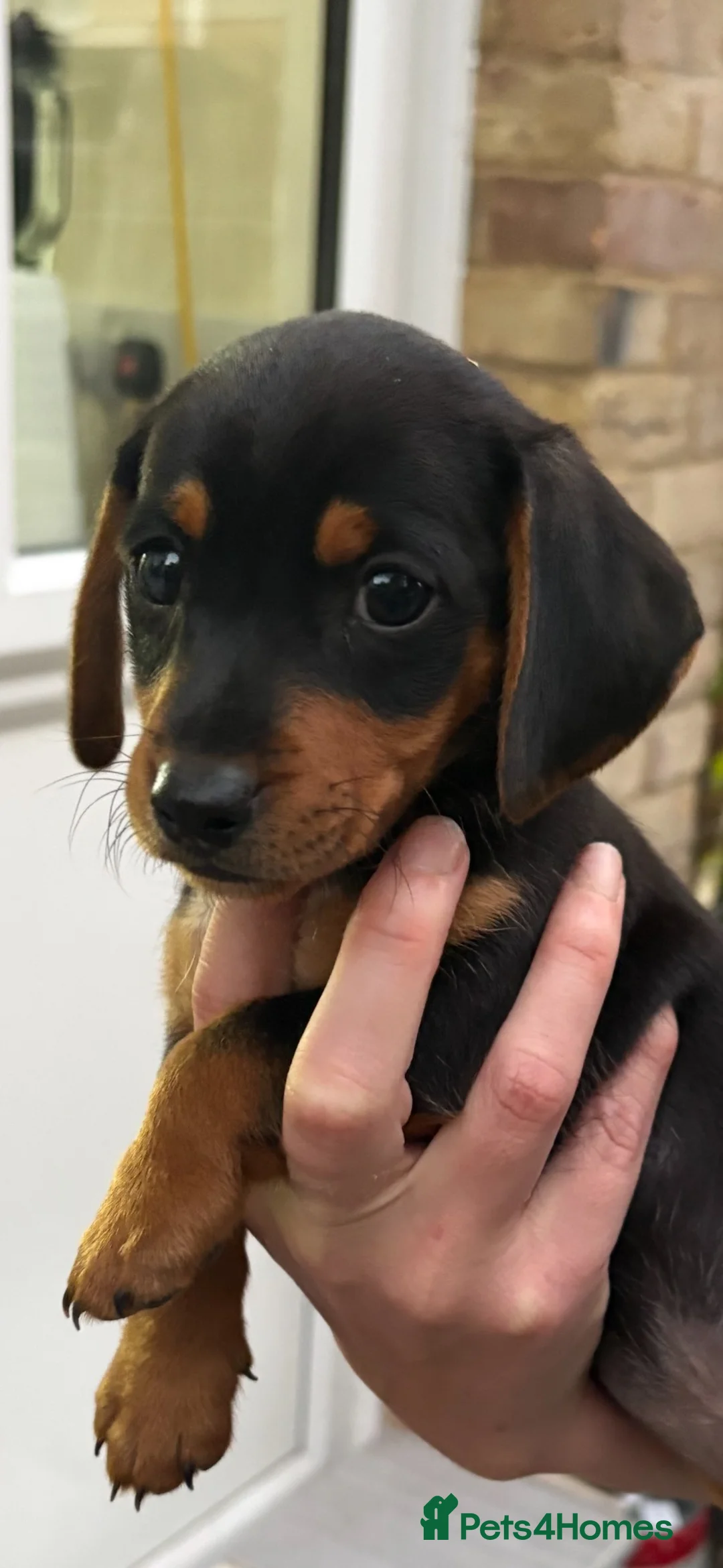 Dachshund dogs for sale: Dachshund puppy 12 weeks old  in Camberley - Advert 1