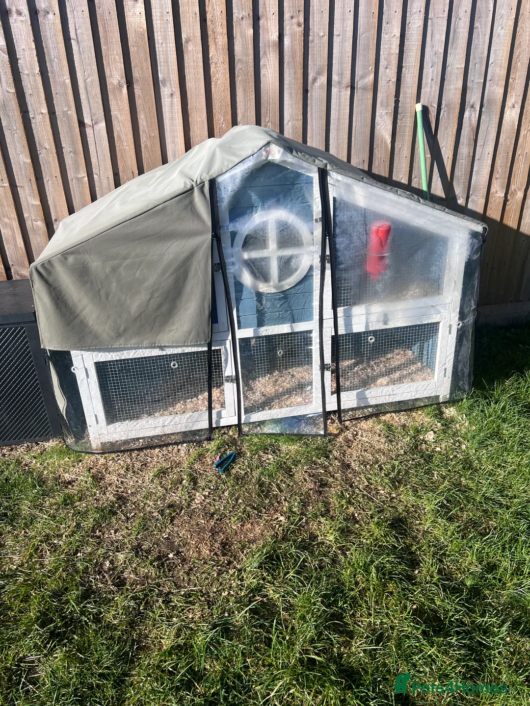 Guinea Pig rodents for sale: Gorgeous guinea piggies - Advert 4