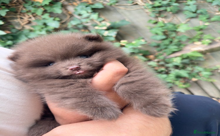 Pomeranian dogs - Advert 2