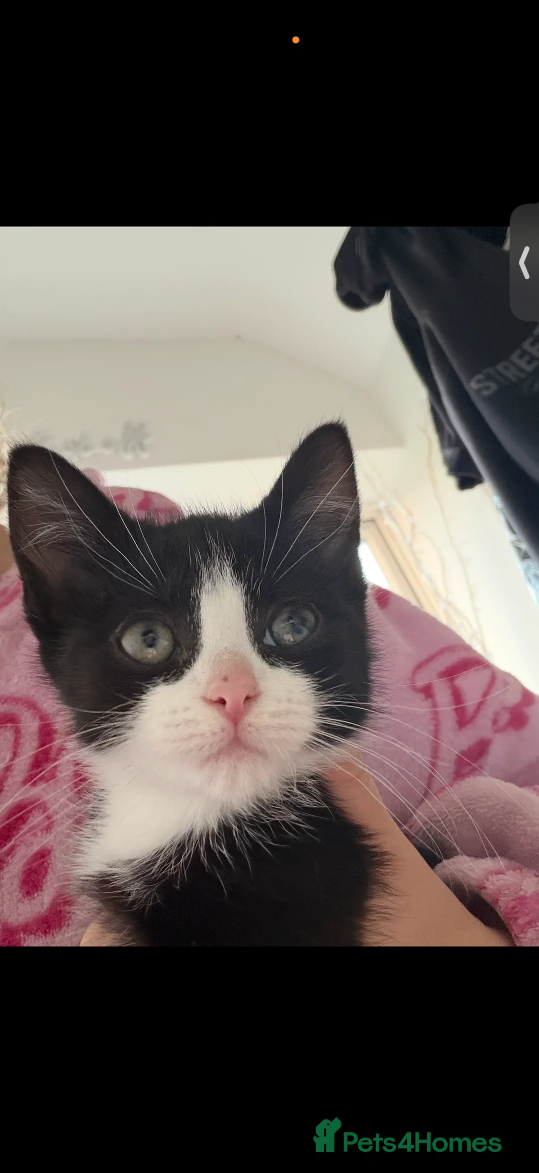 Mixed Breed cats for sale: black & white tuxedo kitten - Advert 5