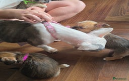 Mixed Breed dogs for sale: Reduced French bulldog x pomeranian pups 8 wks  - Image 10