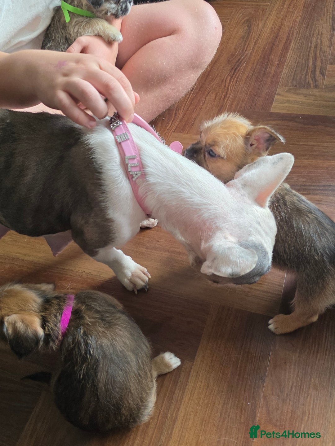 Mixed Breed dogs for sale: Reduced French bulldog x pomeranian pups 8 wks  - Image 10