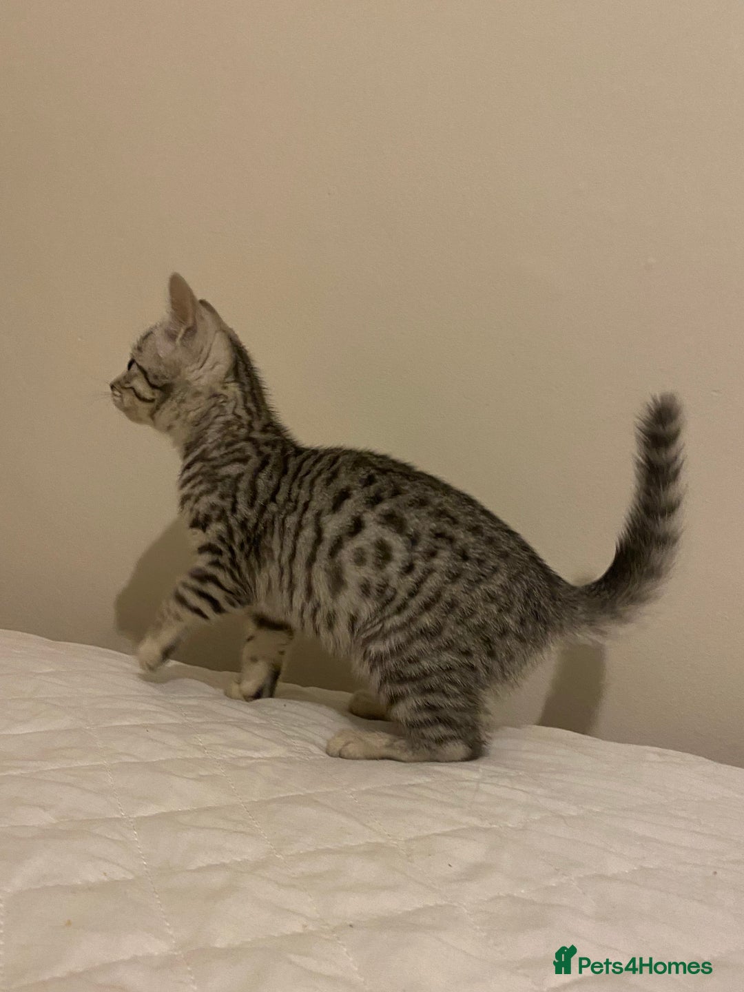 Mixed Breed cats for sale: Ragdol x bengal  - Advert 3